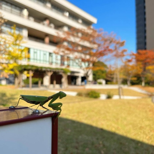 アンソレイエにいるカマキリ