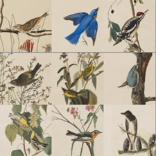 Meisei University Birds Of America
